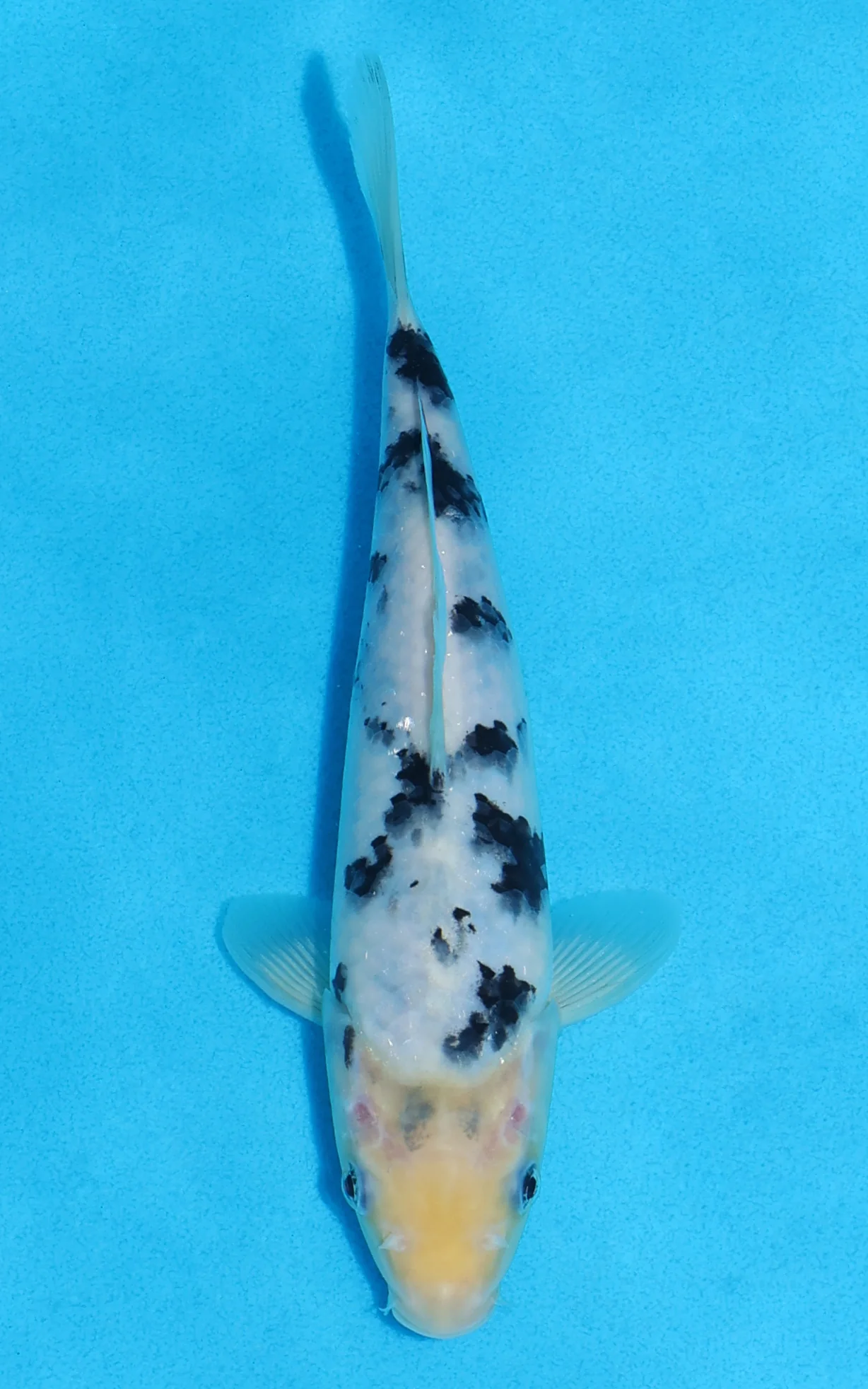 Koi For Sale