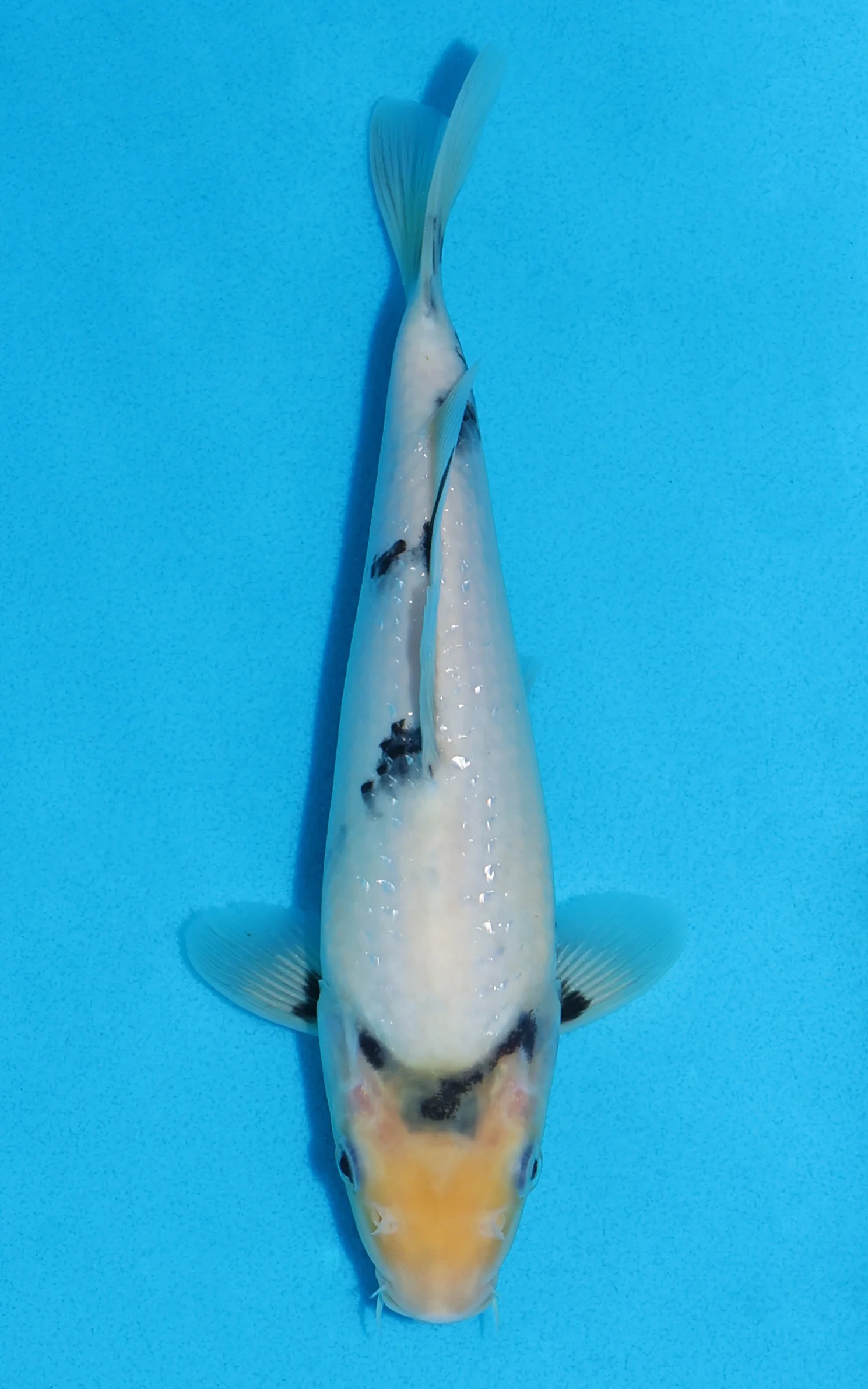 £75 Koi
